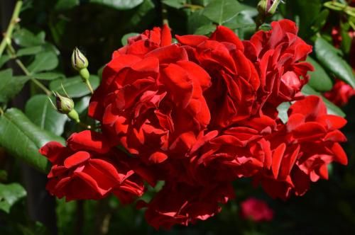 Outdoor Pictures 21