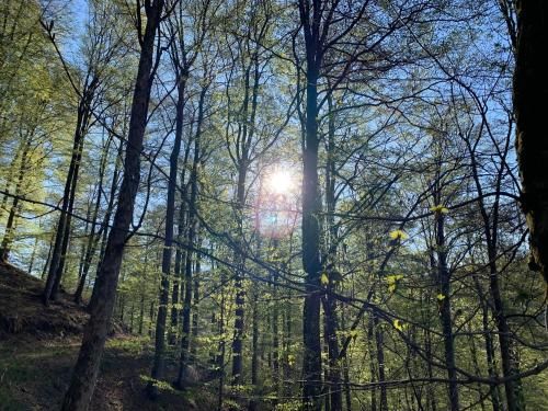 Outdoor Pictures 14