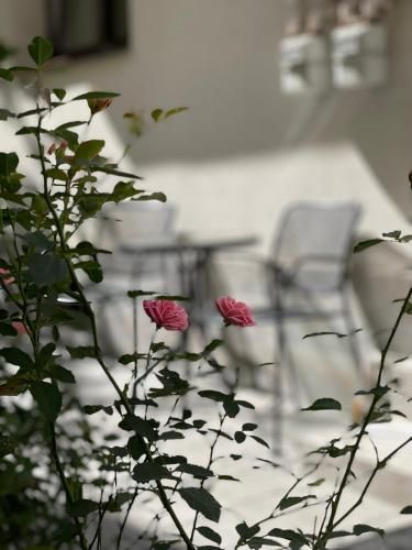 Outdoor Pictures 14