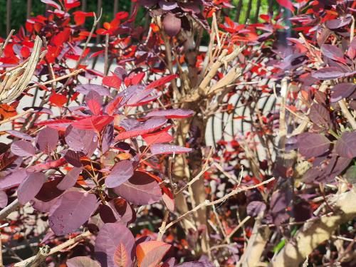 Outdoor Pictures 16