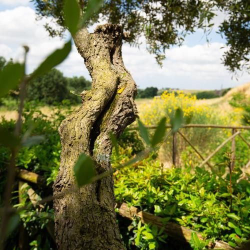 Tenuta Capizucchi