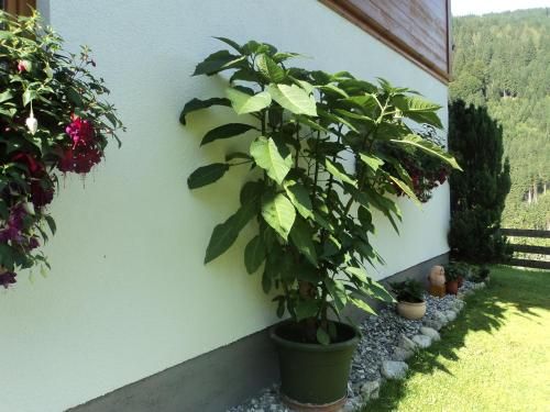 Outdoor Pictures 5