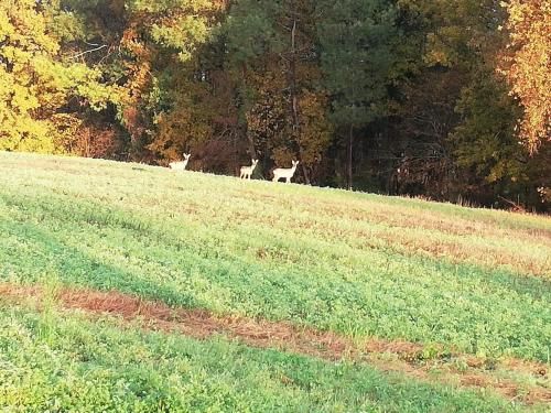 Outdoor Pictures 14