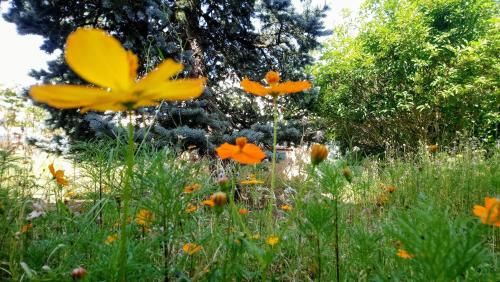 Outdoor Pictures 21