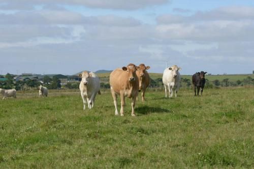 Knightsward Farm near St Andrews, Scotland