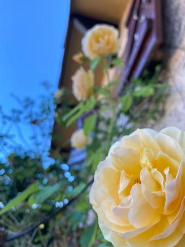 Outdoor Pictures 21
