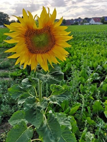 Outdoor Pictures 11