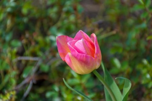 Outdoor Pictures 19