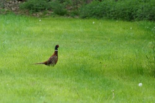 Outdoor Pictures 10