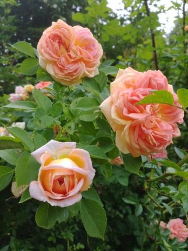 Outdoor Pictures 15