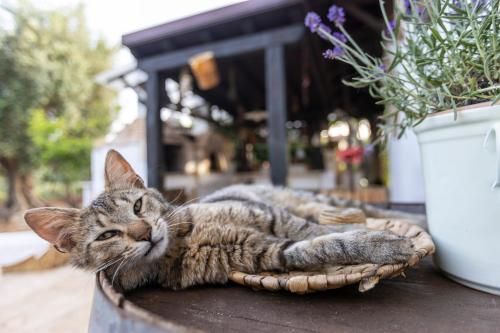 Outdoor Pictures 22