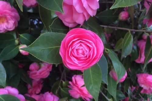 Outdoor Pictures 6