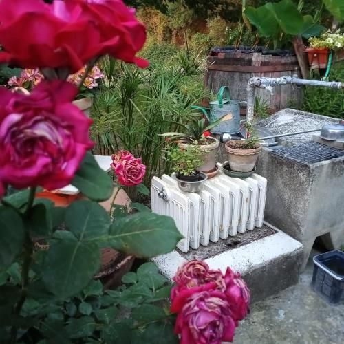 Outdoor Pictures 7