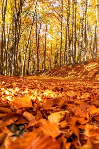 Outdoor Pictures 15
