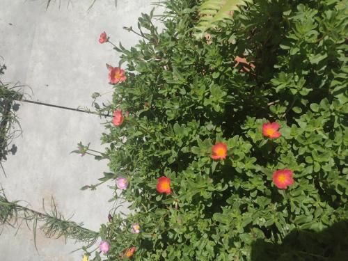 Outdoor Pictures 21