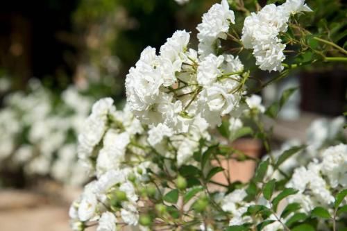 Outdoor Pictures 7