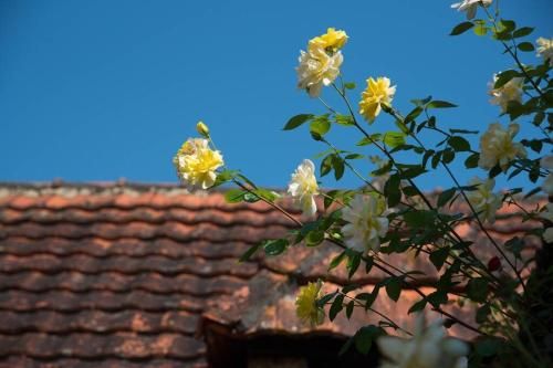 Outdoor Pictures 12