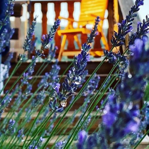 Outdoor Pictures 5