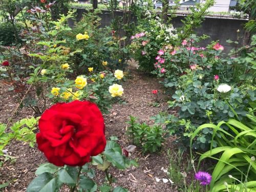 Outdoor Pictures 7