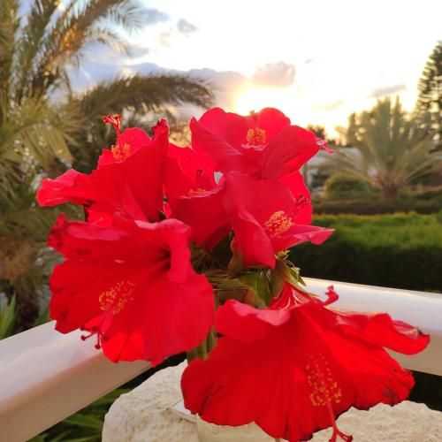 Outdoor Pictures 24