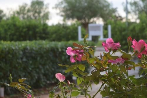 Outdoor Pictures 15