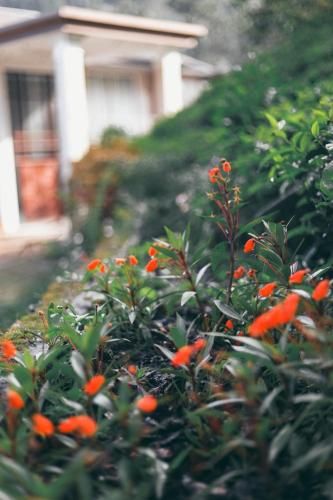 Outdoor Pictures 21
