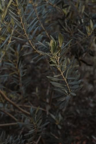 Outdoor Pictures 24