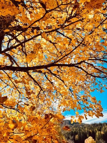 Outdoor Pictures 21