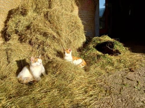 Outdoor Pictures 15