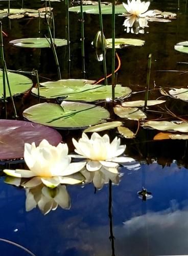 Outdoor Pictures 19