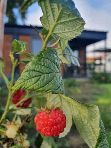 Outdoor Pictures 21
