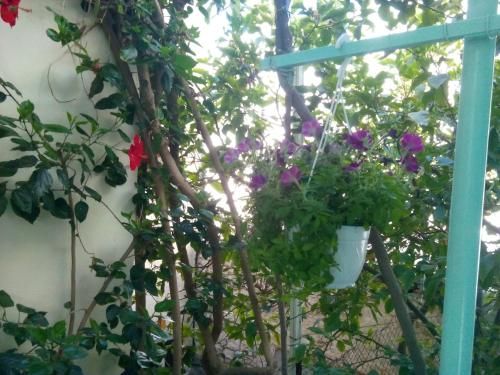 Outdoor Pictures 22