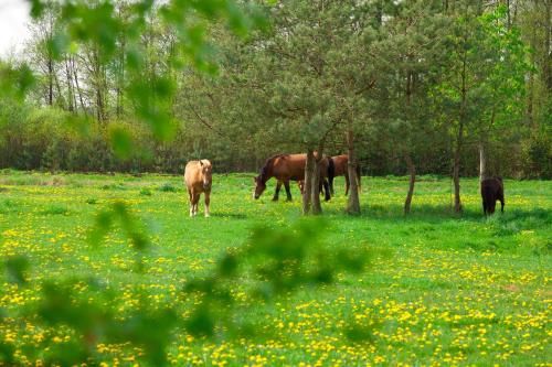 Outdoor Pictures 21