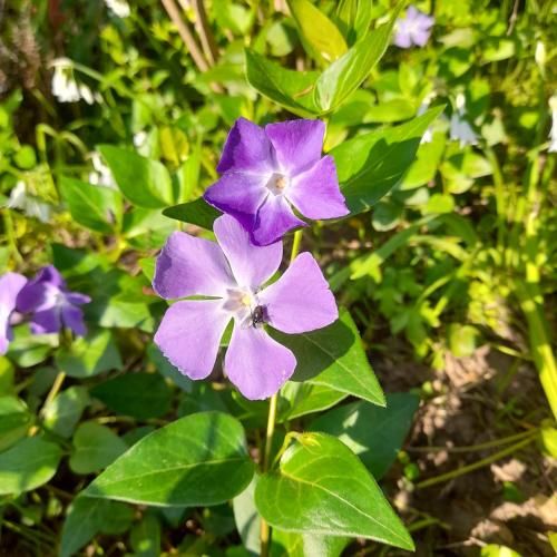 Outdoor Pictures 7