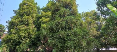 Outdoor Pictures 23