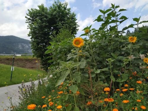 Outdoor Pictures 5