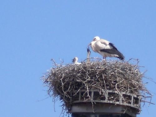 Aigle d'Or - Strasbourg Nord