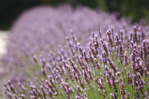 Outdoor Pictures 23