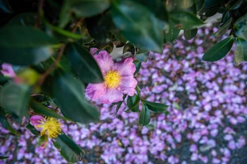 Outdoor Pictures 13