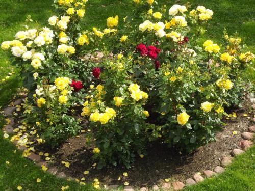 Outdoor Pictures 7