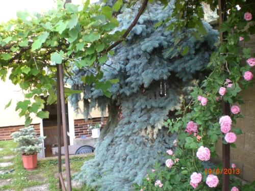 Outdoor Pictures 1
