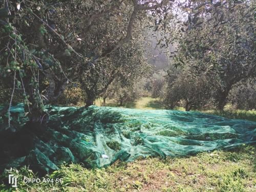 Outdoor Pictures 15