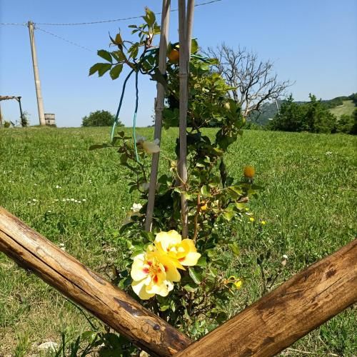 Outdoor Pictures 5