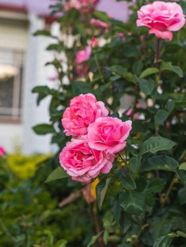 Outdoor Pictures 20