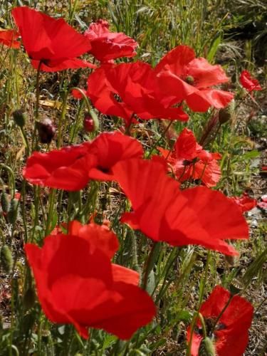Outdoor Pictures 15