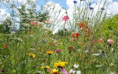 Outdoor Pictures 15