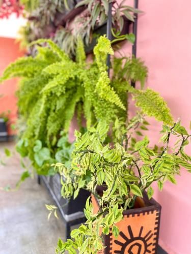 Outdoor Pictures 24