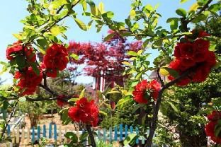Outdoor Pictures 15