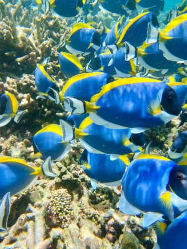Reef Edge Thulusdhoo