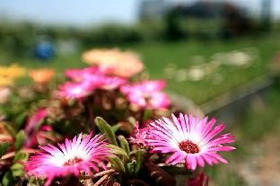 Outdoor Pictures 17